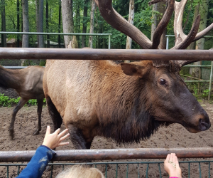 Tierpark_230