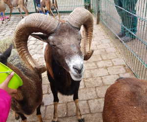 Tierpark_232