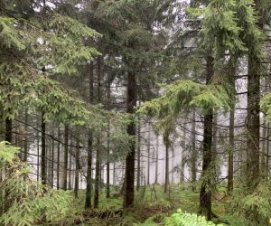 Herrenwies_230