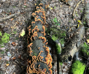 Waldtag1a25_12