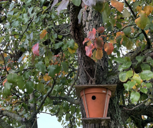 Streuobstwiese_016